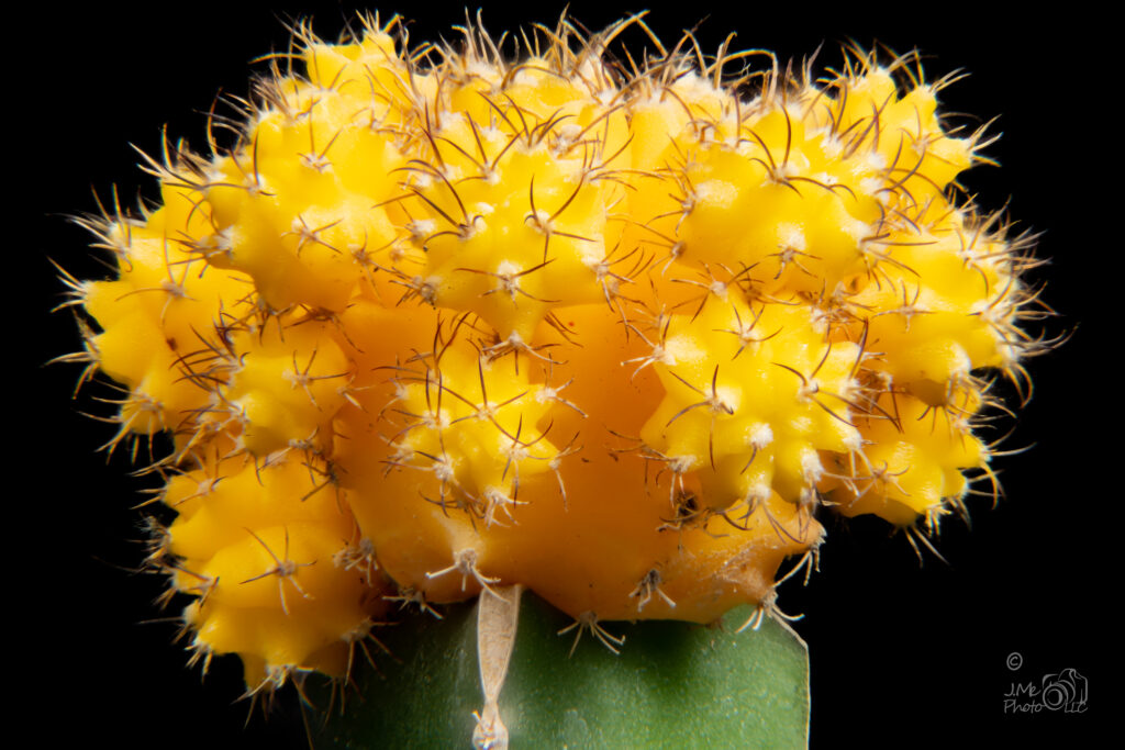 Macro photograph of yellow cactus